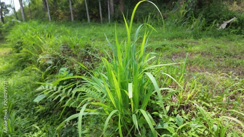Vibrant green grass growing in a lush field surrounded by trees under bright sunlight