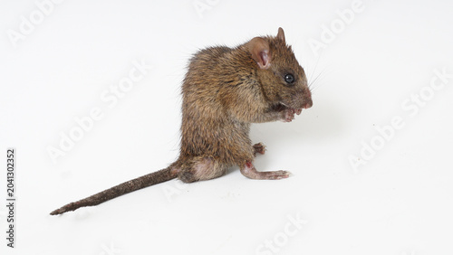 Fotografía Hantavirus: Rodent-Borne Transmission and Global Health Risks