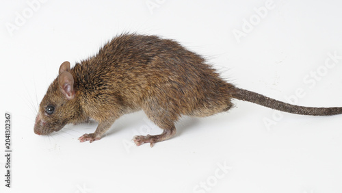 Fotografía Hantavirus: Rodent-Borne Transmission and Global Health Risks