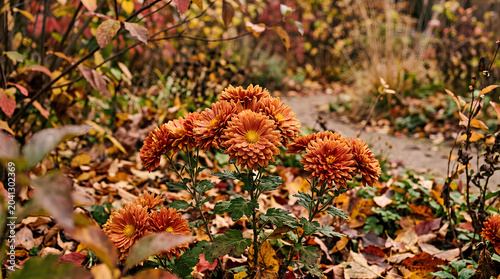 Vibrant orange chrysanthemums bloom in a colorful autumn garden setting.