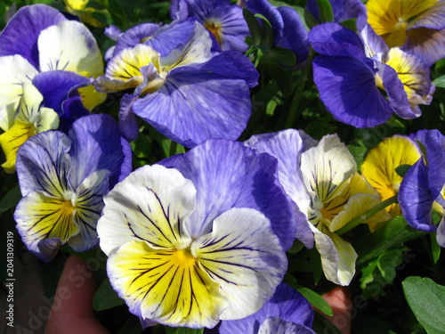 Fotografie Blue, White And Yellow Pansy Bunches