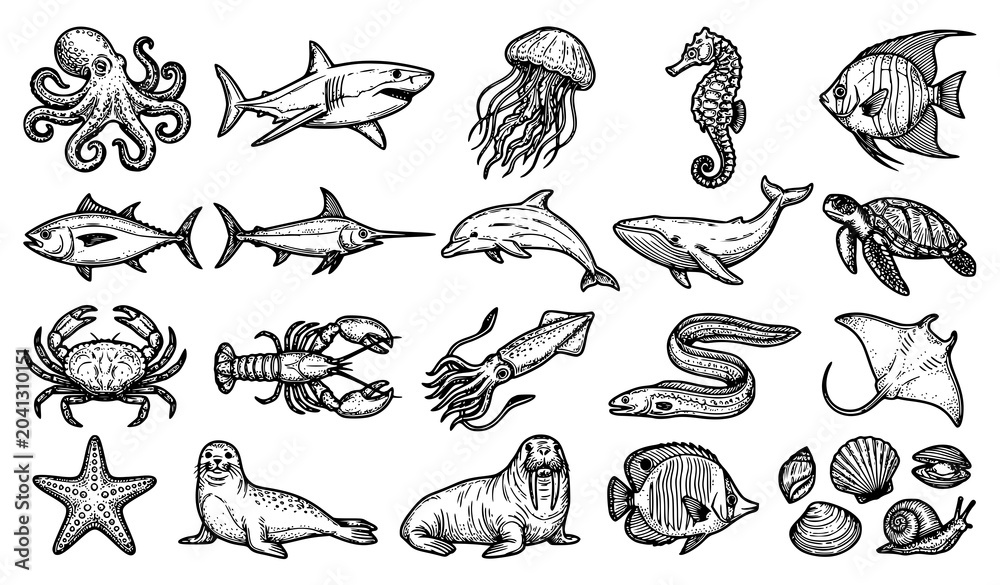 Obraz premium Sea Life Outline Coloring Book Animals with Octopus Shark Jellyfish and Fish Hand Drawn Vector Set