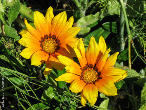 Two Treasure Flowers Catching The Sun