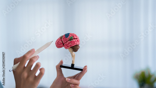 medical professional examining anatomical brain model discussing neurology cognitive health mental function neurological disorder study science education