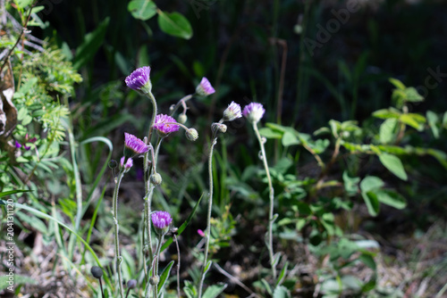Bitter Fleabane In A Dry Alpine Habitat