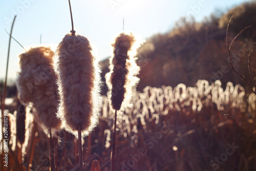 Closeup Of Fluffy Cattail Seedheads In Winter