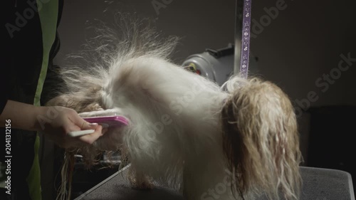 Grooming, beauty salon for animals. The Master Groomist is combing the Shih Tzu Dog. Professional comb for pets. Combs fur and wool. Caring for the little puppy on the table. Dries fur. Slow motion