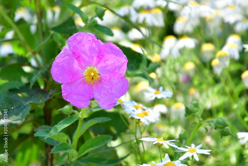 Canvastavla FLOR