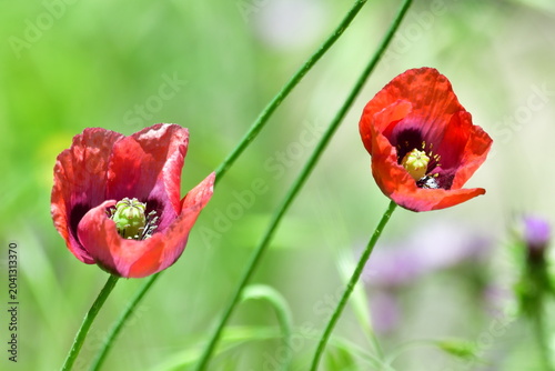 Konstfotografi FLOR