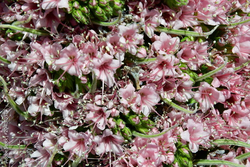 Quadro su tela FLOR