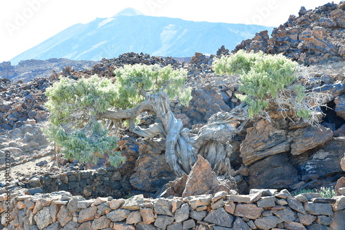 Photos CEDRO MILENARIO EL PATRIARCA EN LAS CAÑADAS DEL TEIDE, EN LA ISLA DE TENERIFE