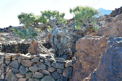 Bild auf Leinwand CEDRO MILENARIO EL PATRIARCA EN LAS CAÑADAS DEL TEIDE, EN LA ISLA DE TENERIFE