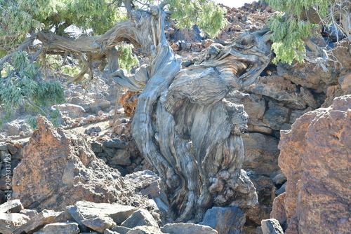 Bild auf Leinwand CEDRO MILENARIO EL PATRIARCA EN LAS CAÑADAS DEL TEIDE, EN LA ISLA DE TENERIFE