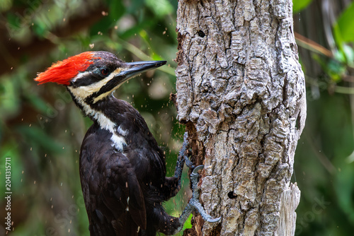 Fotografie A pileated woodpecker (Dryocopus pileatus) striking a dead tree and causing sawd