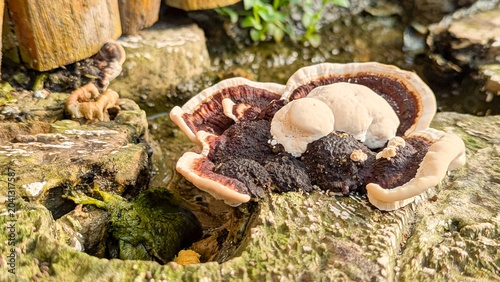 Wild bracket fungus mushroom with a white edge growing on a mossy weathered tree log in the forest.