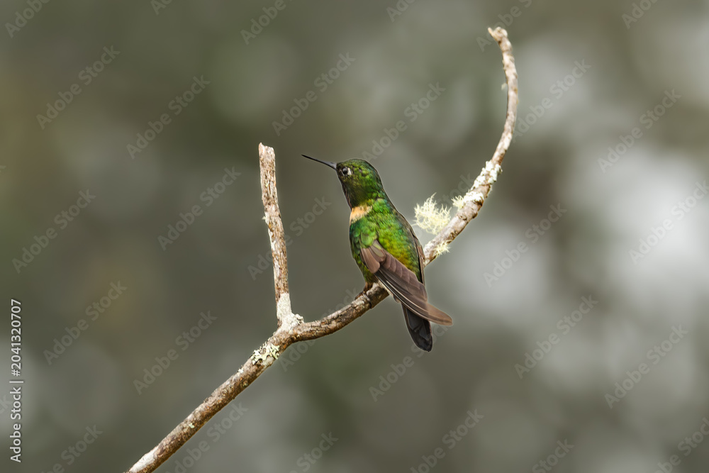 Obraz premium Sparkling violetear (Colibri coruscans) Ecuador