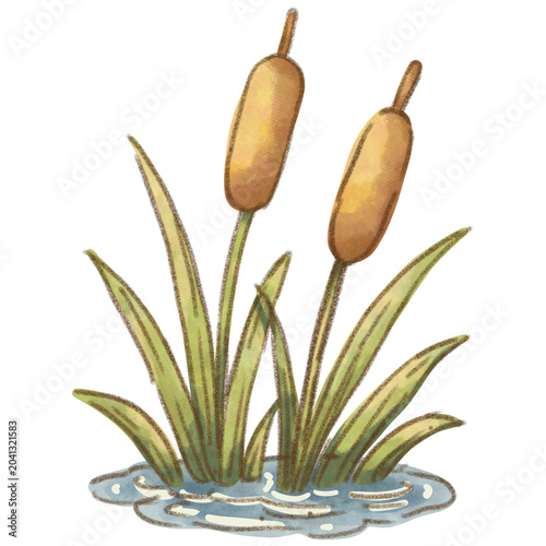 Watercolor Cattail Reed Plant Wetland Illustration