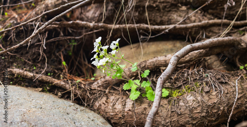Quadro su tela delicate white alpine saxifrage wildflowers blooming among thick rugged tree roo