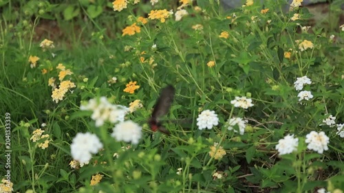 Slow motion footage of insects pollinating flowers; beautiful nature.