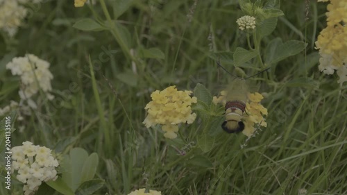 Slow motion footage of insects pollinating flowers; beautiful nature.