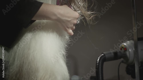 Grooming, beauty salon for animals. The Master Groomist is combing the Shih Tzu Dog. Professional comb for pets. Combs fur and wool. Caring for the little puppy on the table. Dries fur. Slow motion