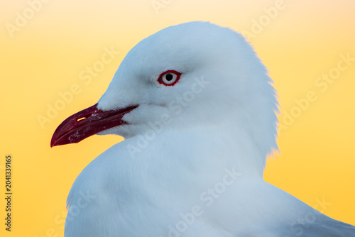 Obraz na płótnie Common Seagull Portrait