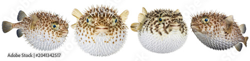 Foto Detailed photograph of four spiky pufferfish, showcasing unique texture and defensive spines