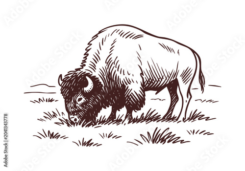 Vintage Hand Drawn Bison and Buffalo Sketch Vector Illustration Bundle for Wildlife Education and Western Design