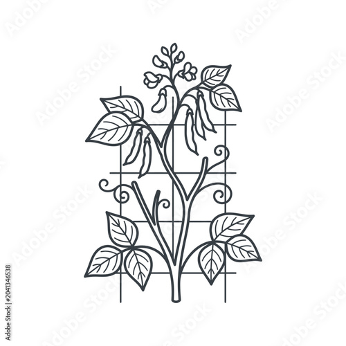 Climbing bean plant on trellis line art.