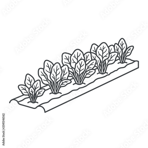 Hydroponic lettuce tray line art illustration