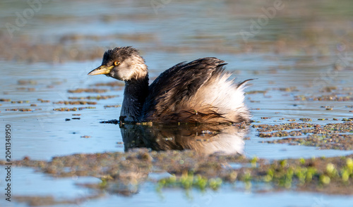 Tableau sur toile Australasian Grebe Floating on Calm Wetland