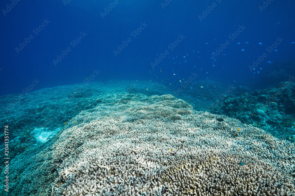 Fototapeta premium Underwater Coral Garden in a Tropical Sea