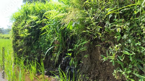 A vibrant scene showcasing a lush green bank with cascading water flowing through the natural vegetation in a rice field