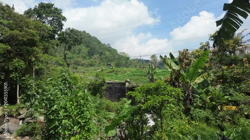 Lush tropical landscape featuring vibrant green foliage and terraced rice fields under a clear blue sky