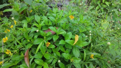 A vibrant patch of green foliage sprinkled with small yellow flowers in a natural setting