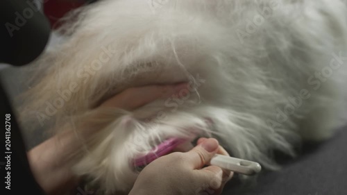 Grooming, beauty salon for animals. The Master Groomist is combing the Shih Tzu Dog. Professional comb for pets. Combs fur and wool. Caring for the little puppy on the table. Dries fur. Slow motion