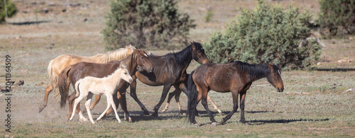 Herd of wild horses with foal running in Apache-Sitgreaves National Forest near Heber Arizona United States