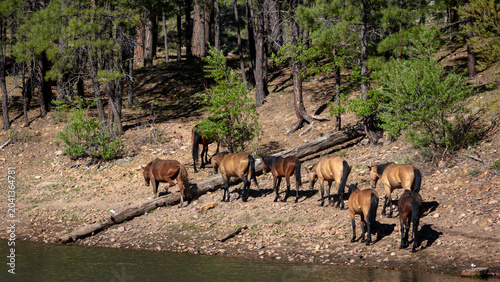 Foto Herd of wild horses at Black Canyon Lake in the Apache Sitgreaves National Fores