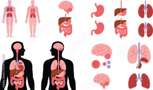 Foto Human anatomy organs vector collection featuring digestive respiratory nervous a