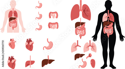 Bild auf Leinwand Human internal organs anatomy vector set with digestive respiratory circulatory