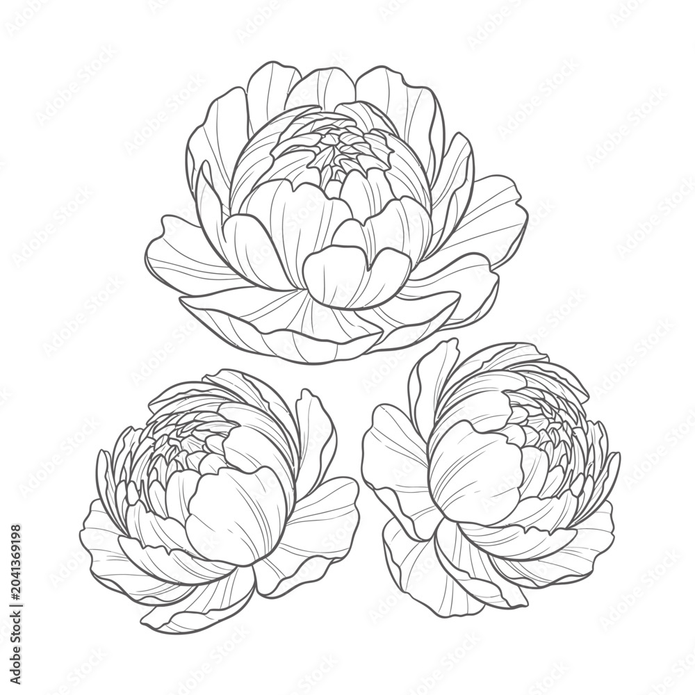 Obraz premium Detailed line drawing of three flowers.