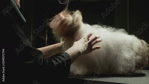 Shih Tzu dog shakes body and coat. Shaking off water at a dog beauty salon. Animal beauty salon, grooming. After a bath in the veterinarian's office. Pet dog grooming on the table. Slow motion