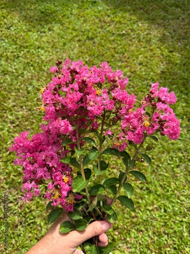 фотографія Selfie perspective of a left hand holding a cluster of pink crape myrtle flowers against a green lawn background