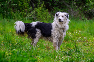 border collie Pyrenees dog