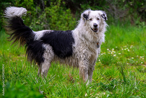  Great Pyrenees in a field