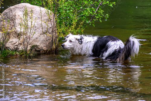 black and white dog in water