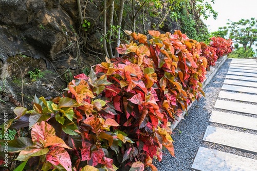 Photos Acalypha wilkesiana copperleaf or jacobs coat red bushes family Euphorbiaceae al