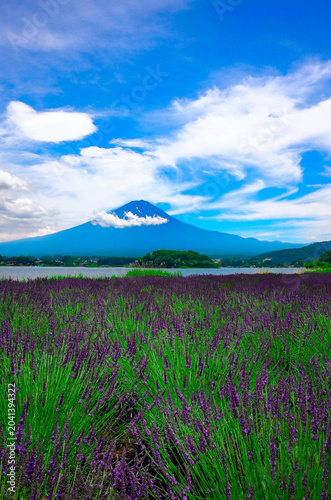 美しいラベンダーと青空の富士山