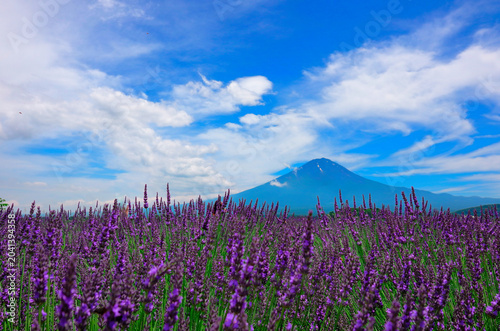 美しいラベンダーと青空の富士山