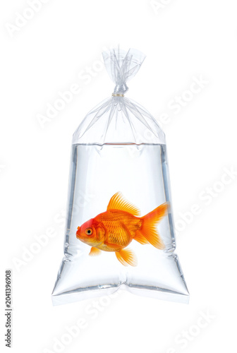 Quadro su tela Goldfish swimming inside a water filled tied transparent plastic bag